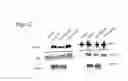 Fig. 28 - Methods for inhibiting adipogenesis and for treating type 2 diabetes