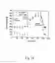 Fig. 34 - Methods for inhibiting adipogenesis and for treating type 2 diabetes