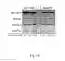 Fig. 35 - Methods for inhibiting adipogenesis and for treating type 2 diabetes