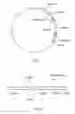 Fig. 02 - Method for evaluating rnai activity and mirna activity