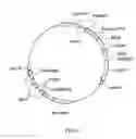 Fig. 05 - Method for evaluating rnai activity and mirna activity