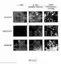 Fig. 12 - Method for evaluating rnai activity and mirna activity
