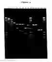 Fig. 02 - Novel modular type II restriction endonuclease, cspci, and the use of modular endonucleases for generating endonucleases with new specificities