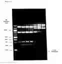 Fig. 03 - Novel modular type II restriction endonuclease, cspci, and the use of modular endonucleases for generating endonucleases with new specificities