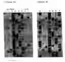 Fig. 05 - Novel modular type II restriction endonuclease, cspci, and the use of modular endonucleases for generating endonucleases with new specificities