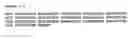 Fig. 08 - Novel modular type II restriction endonuclease, cspci, and the use of modular endonucleases for generating endonucleases with new specificities