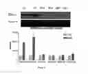 Fig. 16 - Small interfering RNA libraries and methods of synthesis and use