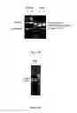 Fig. 17 - Small interfering RNA libraries and methods of synthesis and use