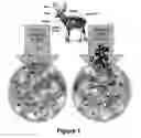 Fig. 02 - METHODS OF IN VITRO PROPAGATION AND DETECTION OF INFECTIOUS PRION
