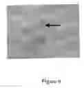 Fig. 10 - METHODS OF IN VITRO PROPAGATION AND DETECTION OF INFECTIOUS PRION