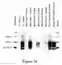 Fig. 17 - METHODS OF IN VITRO PROPAGATION AND DETECTION OF INFECTIOUS PRION