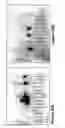 Fig. 19 - METHODS OF IN VITRO PROPAGATION AND DETECTION OF INFECTIOUS PRION