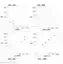 Fig. 18 - MULTIPLEXED ANALYSES OF TEST SAMPLES