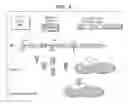 Fig. 13 - Screening and use of reagents which block or activate intein splicing utilizing natural or homologous exteins
