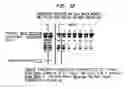 Fig. 19 - Screening and use of reagents which block or activate intein splicing utilizing natural or homologous exteins