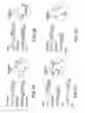 Fig. 04 - METHODS OF ANALYZING CHROMOSOMAL TRANSLOCATIONS USING FLUORESCENCE IN SITU HYBRIDIZATION (FISH)
