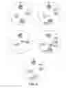 Fig. 05 - METHODS OF ANALYZING CHROMOSOMAL TRANSLOCATIONS USING FLUORESCENCE IN SITU HYBRIDIZATION (FISH)