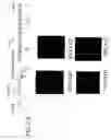 Fig. 15 - METHODS OF ANALYZING CHROMOSOMAL TRANSLOCATIONS USING FLUORESCENCE IN SITU HYBRIDIZATION (FISH)