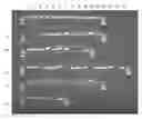 Fig. 01 - Compositions and Methods for Nucleic Acid Extraction from Biological Samples