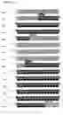 Fig. 19 - Compositions and methods for genetic analysis of polycystic kidney disease