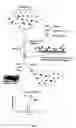 Fig. 02 - METHOD AND APPARATUS FOR MASS SPECTROMETRIC IMMUNOASSAY ANALYSIS OF SPECIFIC BIOLOGICAL FLUID PROTEINS