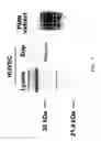 Fig. 08 - Method for predicting sepsis or an acute infectious inflammatory response