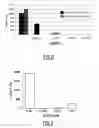 Fig. 07 - Substrates and methods for assaying deubiquitinating enzymes