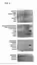 Fig. 05 - Antibodies that bind to a member of the IL-6/G-CSF/MGF family