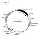 Fig. 10 - Antibodies that bind to a member of the IL-6/G-CSF/MGF family