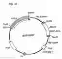Fig. 11 - Antibodies that bind to a member of the IL-6/G-CSF/MGF family