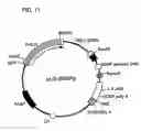Fig. 12 - Antibodies that bind to a member of the IL-6/G-CSF/MGF family