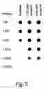 Fig. 06 - strain CYL1892