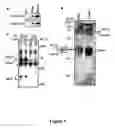 Fig. 02 - Gamma subunit of cytokine responsive lkB-alpha kinase complex