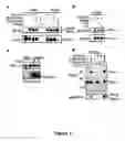 Fig. 05 - Gamma subunit of cytokine responsive lkB-alpha kinase complex