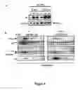 Fig. 06 - Gamma subunit of cytokine responsive lkB-alpha kinase complex