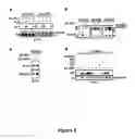 Fig. 07 - Gamma subunit of cytokine responsive lkB-alpha kinase complex