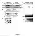 Fig. 08 - Gamma subunit of cytokine responsive lkB-alpha kinase complex