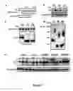 Fig. 09 - Gamma subunit of cytokine responsive lkB-alpha kinase complex