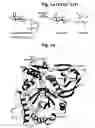 Fig. 02 - Partially deglycosylated glucocerebrosidase polypeptide and crystals thereof