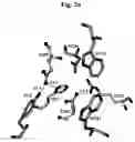 Fig. 06 - Partially deglycosylated glucocerebrosidase polypeptide and crystals thereof