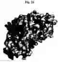 Fig. 07 - Partially deglycosylated glucocerebrosidase polypeptide and crystals thereof