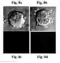 Fig. 12 - Partially deglycosylated glucocerebrosidase polypeptide and crystals thereof