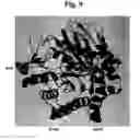 Fig. 13 - Partially deglycosylated glucocerebrosidase polypeptide and crystals thereof