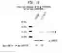 Fig. 11 - Estrogen cancer therapy
