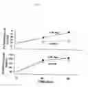 Fig. 08 - Specific antagonists for glucose-dependent insulinotropic polypeptide (GIP)