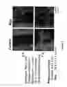 Fig. 04 - Peptide with putative role in cytoskeletal protection