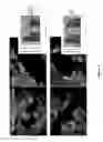Fig. 05 - Peptide with putative role in cytoskeletal protection