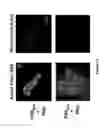 Fig. 10 - Peptide with putative role in cytoskeletal protection