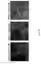 Fig. 13 - Peptide with putative role in cytoskeletal protection