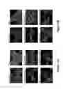 Fig. 14 - Peptide with putative role in cytoskeletal protection